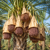 Sac en papier de culture de palmier dattier à haute étanchéité sac de protection banane protéger la pluie et les insectes