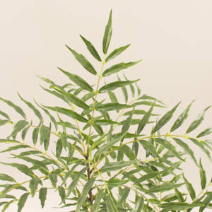 <span class=keywords><strong>ต้น</strong></span>ไผ่ประดิษฐ์<span class=keywords><strong>บอน</strong></span>ไซสำหรับตกแต่งบ้านในร่มพร้อมใบธรรมชาติจำลอง JWS4008 - Product Image 3