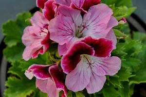 Polvo de Extracto de Pelargonium <span class=keywords><strong>Sidoides</strong></span> de Alta Calidad 10:1 en Existencia - Product Image 2