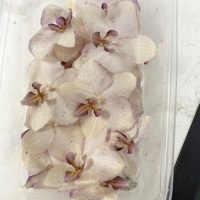 Fleurs d'orchidées Phalaenopsis naturelles préservées, fleurs séchées au toucher réel pour la décoration de la maison, centre de table de mariage et cadeau longue durée
