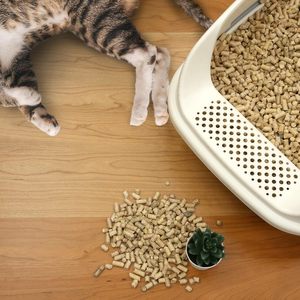 Pinewood Pellets Pine Wooden Pellet Wood Organic Natural <b>Cat</b> <b>Litter</b> - Product Image 3