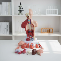 Maniquí Médico de Torso Humano de 26 cm, Unisex, PVC Ecológico, 14 Partes, Modelo Anatómico para Entrenamiento de Enfermería en Escuelas