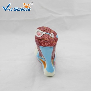 Modelo <span class=keywords><strong>de</strong></span> Pie, Modelo <span class=keywords><strong>de</strong></span> Enseñanza <span class=keywords><strong>de</strong></span> Simulación para la Escuela <span class=keywords><strong>de</strong></span> Medicina, Modelo <span class=keywords><strong>de</strong></span> Anatomía Sagital <span class=keywords><strong>de</strong></span> Pie Grande Natural - Product Image 6