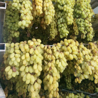 Déshydrateur de fruits et de légumes frais de qualité raisins secs curcuma ligne de Production de séchage piment maille ceinture sèche