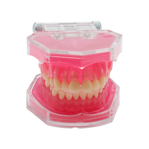 Modelo dental de fábrica con todos los dientes extraíbles, material de gel de sílice suave, modelo de dientes estándar para estudio, enseñanza y demostración dental. - Product Image 1