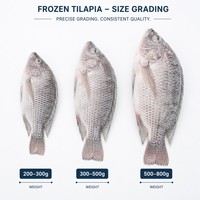 Tilapia entière congelée IQF de qualité supérieure 200-300g 300-500g 500-800g Origine Chine Poisson congelé en vrac de haute qualité pour la restauration