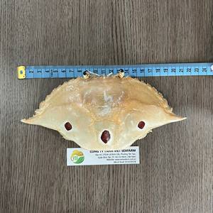 CONCHA DE CANGREJO SECA 100% PARA ARTESANÍA VENTA DE VERANO CALIENTE DE ALTO ESTÁNDAR DE VIETNAM PARA DECORACIÓN - Product Image 2