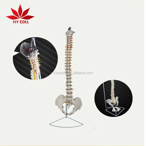 Modelo de anatomía del nervio del <span class=keywords><strong>esqueleto</strong></span> de la columna vertebral de tamaño humano de vida médica para suministros educativos - Product Image 5