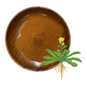 中国産ハーブサプライプレミアムイサティス根エキス粉末 |   天然バンランゲンハーブ成分 - Product Image 1