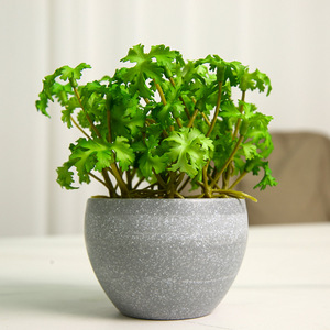 Yihua - Planta Artificial Decorativa, Pequeña, de 12 cm, Flor de Seda, Estilo Minimalista Nórdico, Planta en Maceta para Decoración del Hogar - Product Image 2