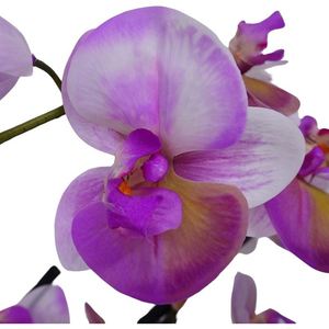 ดอกกล้วยไม้ฟาแลนนอปซิสสีชมพูสัมผัสเหมือนจริงจาก Oh Arts  ดอกไม้ประดิษฐ์จากยางพาราสำหรับขาย - Product Image 3