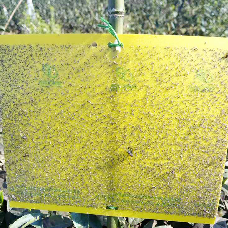 Yellow PP Plastic Sticky Fungus Gnat