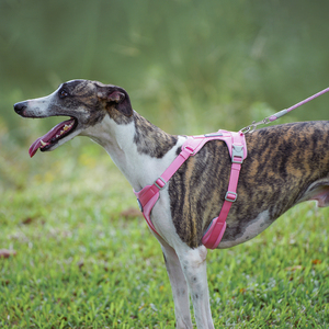 Doğrudan fabrika özel Macaron renk naylon halat ağır yansıtıcı şerit köpek açık seyahat eğitimi için tasma evcil hayvan tasma - Product Image 6