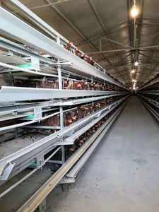 35000 cages en batterie de type H pour <span class=keywords><strong>poules</strong></span> pondeuses, équipement avicole automatique - Product Image 5