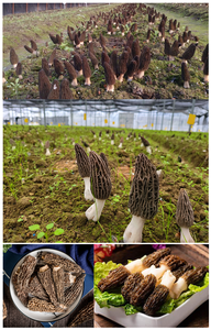 Spugnola essiccata fungo di alta qualità 100% naturale di lunga durata spugnole secche a basso prezzo all'ingrosso Premium di qualità - Product Image 3