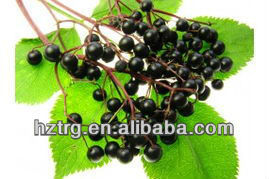 Extracto de Saúco en Polvo, Antocianinas Solubles en Agua, Grado Alimenticio, Ingrediente para Suplemento Inmunológico y Antiviral - Product Image 2