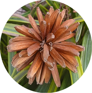 캄프토테카 아쿠미나타 추출물 10:1 캄프토테카 아쿠미나타 분말 시슈 추출물 고품질 순수 천연 식품 등급 - Product Image 2