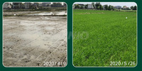 Vente d'usine Semoir direct de riz portable rizière Semoir de riz à main