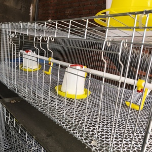 Cage d'élevage de type H à <span class=keywords><strong>prix</strong></span> direct usine, gain de place, galvanisée à chaud, 1 ensemble, <span class=keywords><strong>prix</strong></span> bas pour petite ferme avicole - Product Image 5