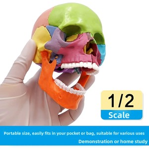 2025 KRC New giải phẫu PVC dành cho người lớn mô hình hộp sọ với não 15-piece cho y tế khoa học giáo dục - Product Image 3