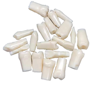 Typodont Individual con 32 Dientes Atornillables de Repuesto, Modelo Anatómico de PVC, Herramienta de Práctica Médica y Científica
