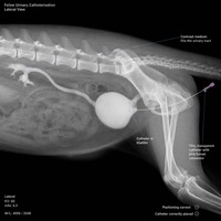 Cathéter urinaire vétérinaire pour chat Tomcat avec stylet jetable