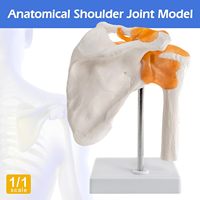 Modelo de Hombro Humano de Tamaño Natural de Alta Calidad para Ciencias Médicas, Modelo Anatómico de Hombro para Uso Educativo, CE/ISO