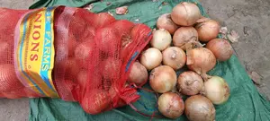 Red Onion Yellow onion for Sale China Factory Fresh New Harvest