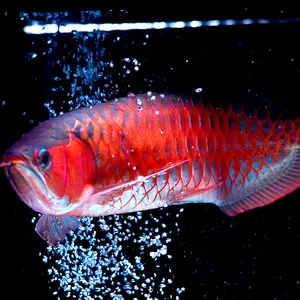 La lumière marine de réservoir de poissons a mené la lampe de poisson menée par aluminium de corail de récif de RVB