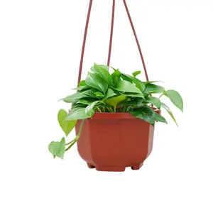 plastic hanging flower pots /succulents pots
