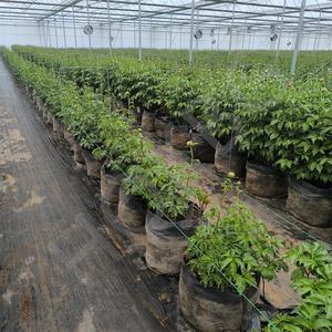 HOKBG-Bolsas DE CULTIVO DE PP para peonía, maceta transpirable de 30 litros, 7/10/15 galones, Anti-UV, para flores y <span class=keywords><strong>verduras</strong></span> - Product Image 5