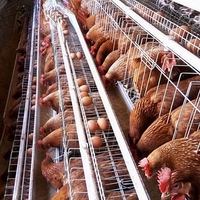 Installation DIY d'une cage à volailles de type 3 niveaux pour 96 oiseaux avec manuel