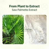 Extrait de Palmier Nain de Haute Qualité en Poudre, Acides Gras 25% 45%, Extrait de Serenoa Repens pour la Santé Masculine, Approvisionnement en Gros