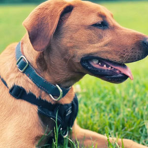 Kalung Anjing Bergaya dengan Gesper Logam yang Tahan Lama, Kalung Hewan Peliharaan Buatan Tangan - Product Image 3