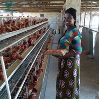 Cage à poules pondeuses de type A, grande capacité, pour 5000 à 10000 oiseaux, modèle Hightop Design pour ferme avicole
