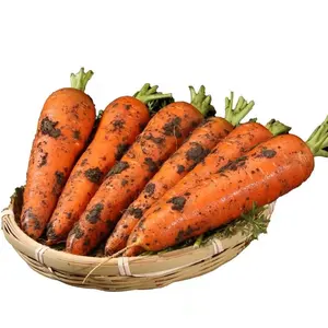 ताजा गाजर पेशेवर फैक्टरी थोक उच्च गुणवत्ता चीनी 100% प्राकृतिक स्वस्थ नारंगी 25 Cm 1 Kg कार्बनिक खेती
