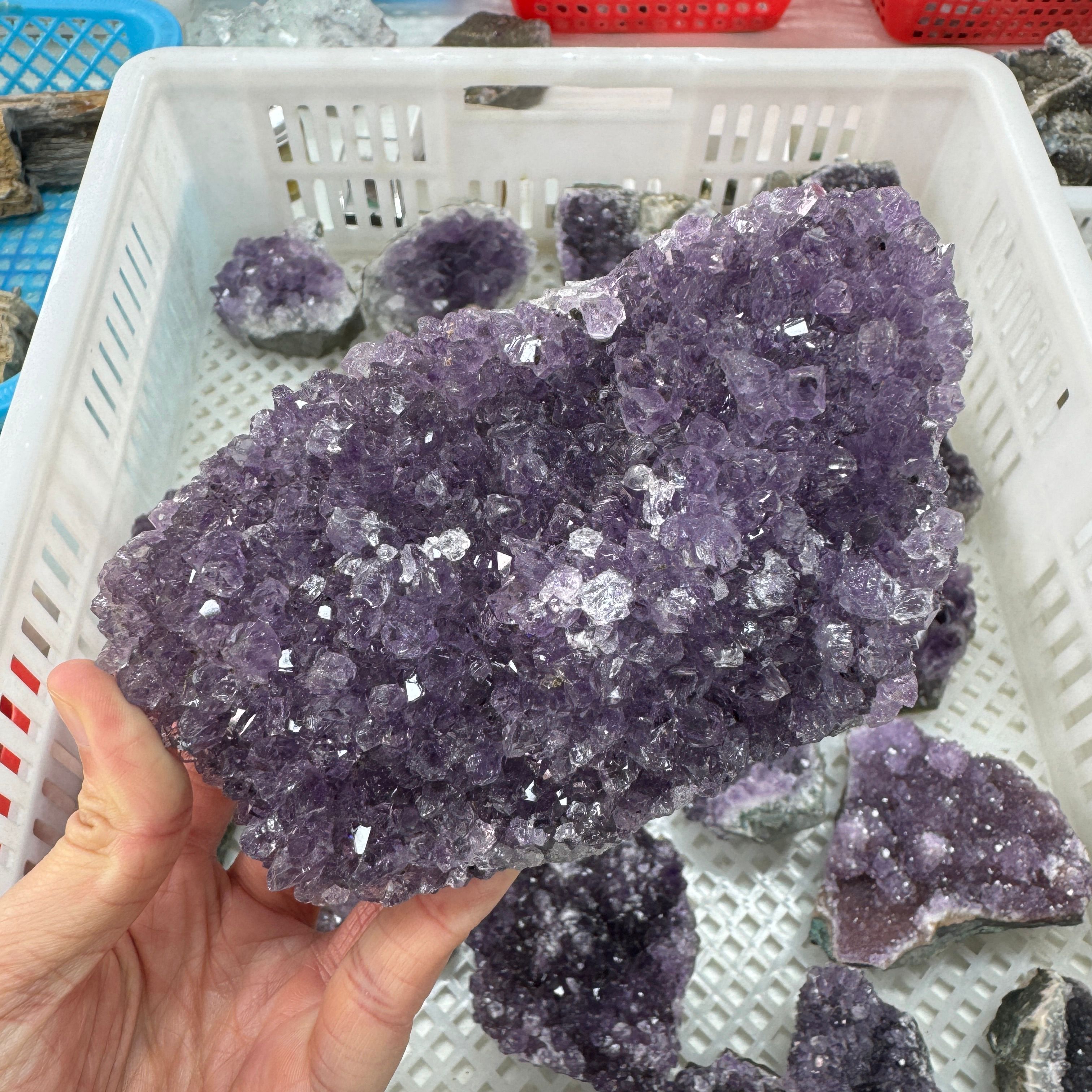 Viola