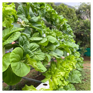 Sistema de cultivo de invernadero en forma de A vertical Sistema hidropónico de Nft de Marco A Plantación de <span class=keywords><strong>cultivos</strong></span> de frutas de hojas con plantas bajas y cortas - Product Image 4