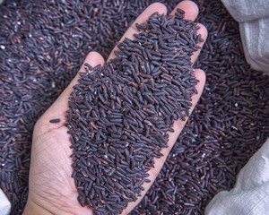 Riz brun basmati 5% cassé étuvé long riz brun et blanc/riz basmati long grain blanc aromatique du Vietnam - Product Image 5