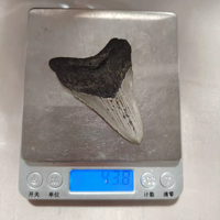 Vente en gros de dents de requin Megalodon en pierre brute naturelle, spécimen fossile d'animal marin préhistorique authentique, collection