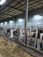 Sistema de Rieles Frontales para Control de Ganado, Puerta de Alimentación para Vacas de Granja Lechera, Galvanizado en Caliente, Personalizado de Fábrica