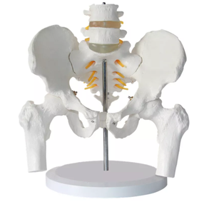 Modelo de Pelvis Femenina de Tamaño Real con 2 Vértebras Lombares, Demostración de la Estructura Pélvica y Enseñanza <span class=keywords><strong>del</strong></span> <span class=keywords><strong>Sistema</strong></span> Esquelético <span class=keywords><strong>Humano</strong></span> - Product Image 6