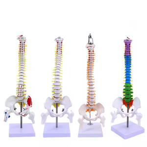 Model Tulang Belakang Manusia Fleksibel, Model Kerangka Tulang Belakang Fleksibel, Vertebra Berwarna untuk Pembelajaran Sains Pendidikan, Studi Siswa - Product Image 1