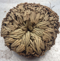 Tanaman Kembang Kembang (Selaginella Lepidophylla) Kering Ukuran Besar Grosir untuk Dijual