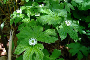 ผงสกัดจากรากฟันสีทองซีลสีทองสารสกัดจากใบผงปิดผนึกรากทอง - Product Image 3