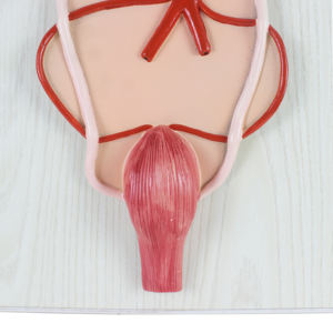 Ciencia médica 2 partes animal caballo riñón y sistema urinario modelo anatómico - Product Image 3