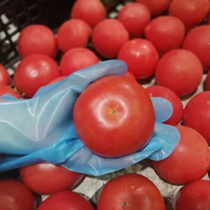 一次性食品准备手套塑料食品安全一次性食品处理手套一种尺寸最适合