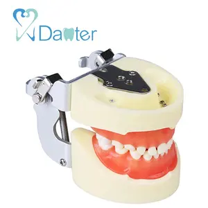 Oefenpop Dental Typodont Pediatric Model met 24pcs Primaire Tanden voor Praktijk Onderwijs
