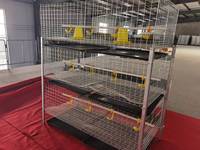 Cage d'Élevage Type A Type H pour Poussins et Poulettes de 1 Jour, Capacité de 10 000 Oiseaux