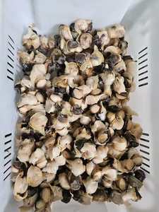Carne di Conchiglia Congelata Popolare nel Mercato Asiatico - Product Image 4